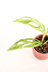 Monstera adansonii mint variegata